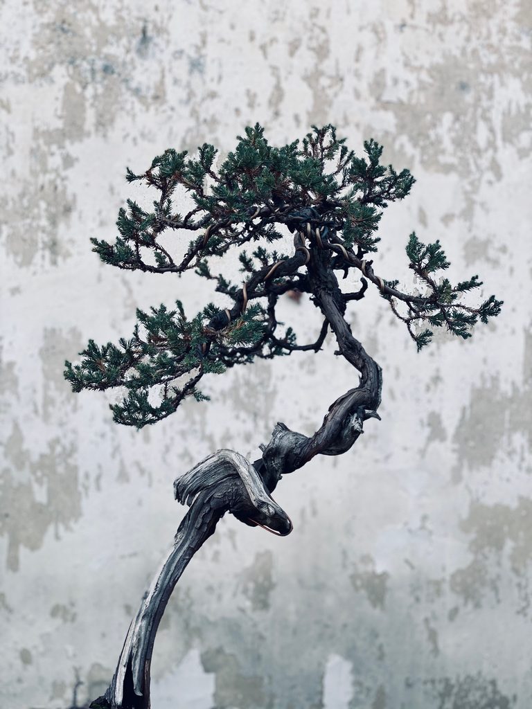 Bonsai Wall Art with Wax